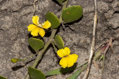 Goodenia varia, photographed by T. Hammer
