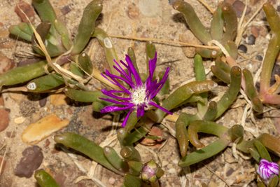 Disphyma crassifolium, photographed by T. Hammer