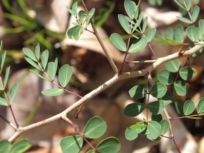 Haematoxylum campechianum, photographed by Lsf