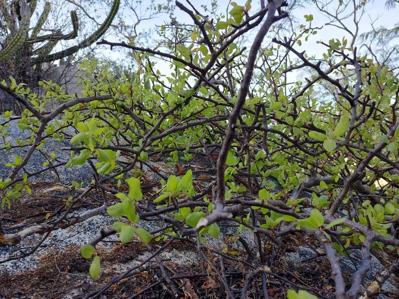 Bursera rupicola, photographed by Abraham Sánchez Romero