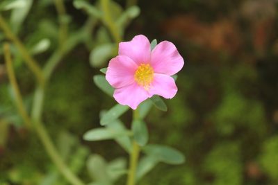 Portulaca umbraticola, photographed by Haneesh K M