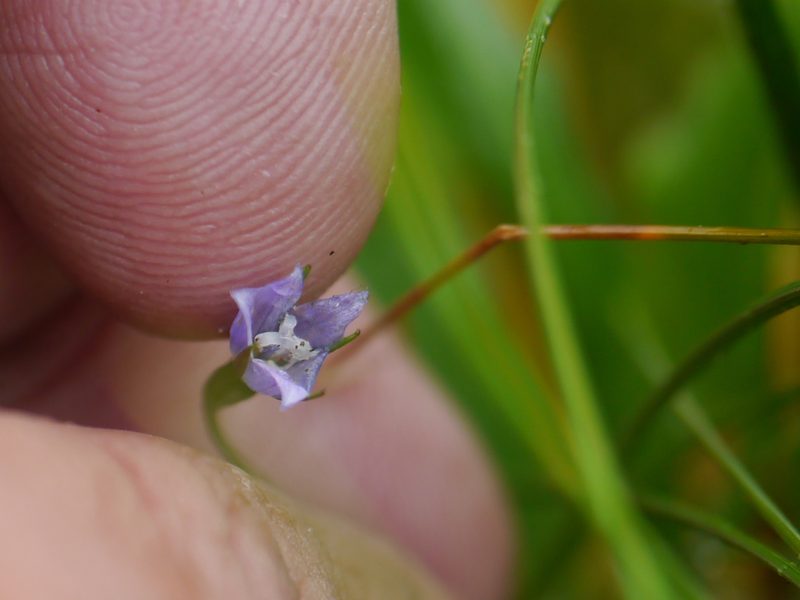 Campanula aristata, photographed by Dinesh Valke