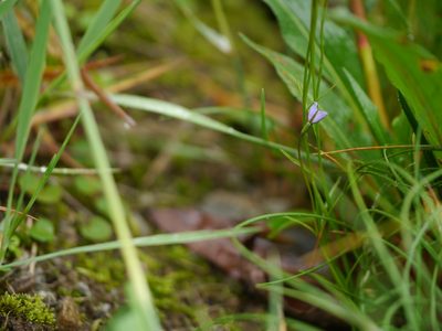 Campanula aristata, photographed by Dinesh Valke
