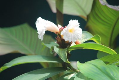 Hellenia speciosa, photographed by Haneesh K M
