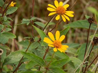 Heliopsis helianthoides, photographed by Tom Lazar