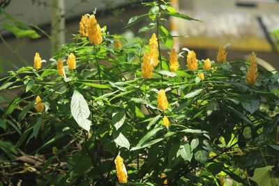 Pachystachys lutea, photographed by Haneesh K M