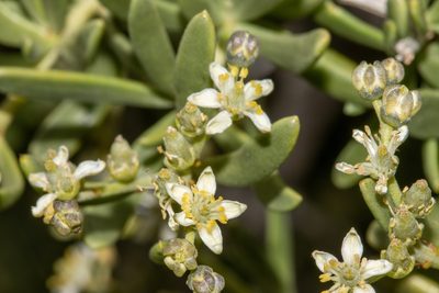 Nitraria billardierei, photographed by T. Hammer