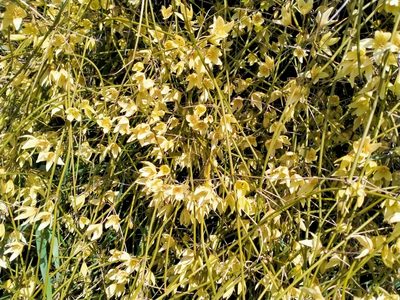 Clematis afoliata, photographed by John Barkla