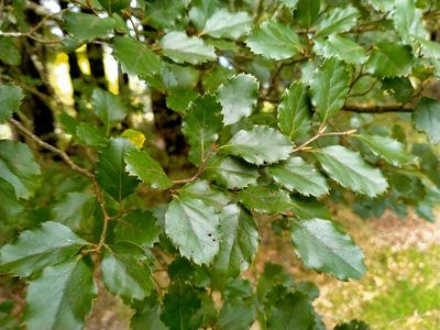 Nothofagus fusca, photographed by John Barkla