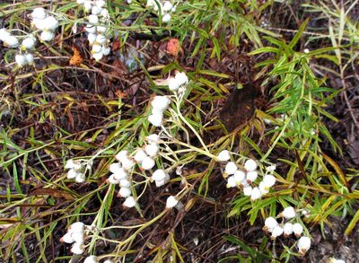 Anaphalis margaritacea, photographed by sprcrkwild