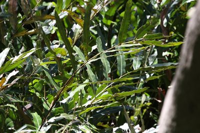 Acrostichum speciosum, photographed by Greg Tasney