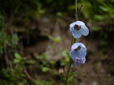 Meconopsis aculeata, photographed by Dinesh Valke