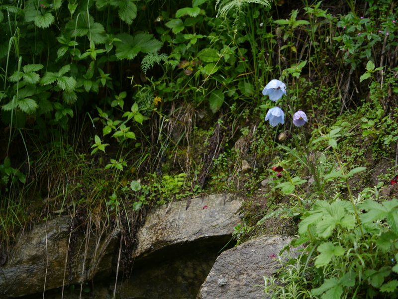 Meconopsis aculeata, photographed by Dinesh Valke