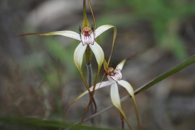 Caladenia longicauda, photographed by John Van Den Nouwelant