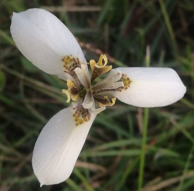Moraea tricuspidata, photographed by chrishorak