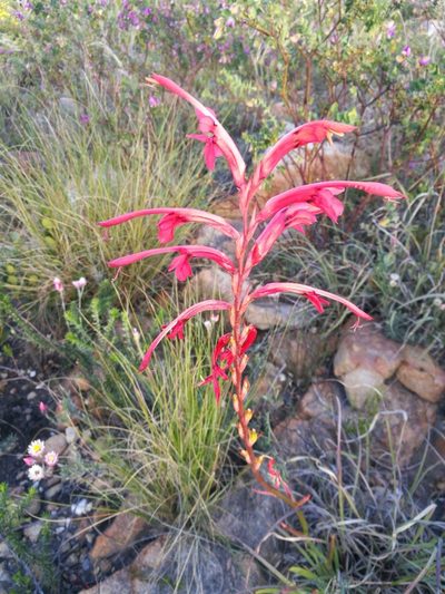 Tritoniopsis intermedia, photographed by chrishorak