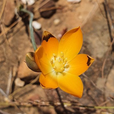 Eliokarmos thunbergianus, photographed by Corli du Toit Smith