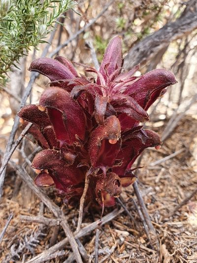 Hyobanche atropurpurea, photographed by Corli du Toit Smith