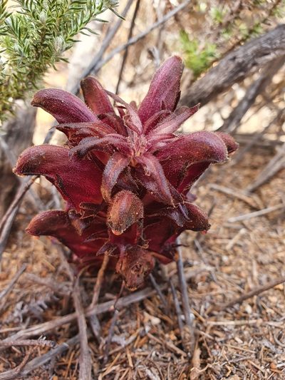 Hyobanche atropurpurea, photographed by Corli du Toit Smith