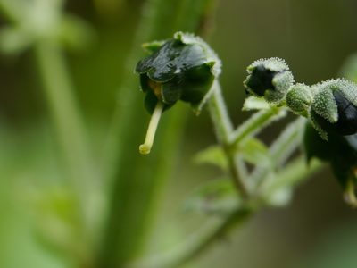 Scrophularia edgeworthii, photographed by Dinesh Valke
