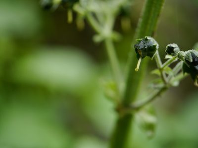 Scrophularia edgeworthii, photographed by Dinesh Valke