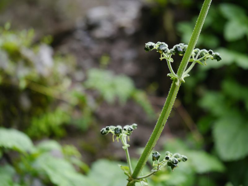 Scrophularia edgeworthii, photographed by Dinesh Valke