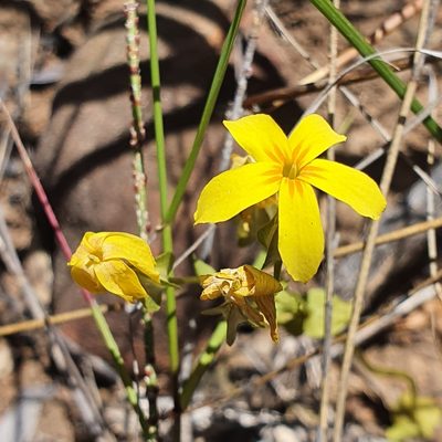Sebaea exacoides, photographed by Corli du Toit Smith