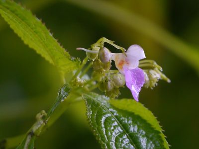 Impatiens laxiflora, photographed by Dinesh Valke
