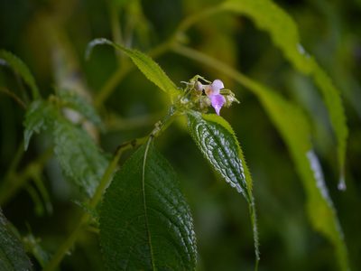 Impatiens laxiflora, photographed by Dinesh Valke