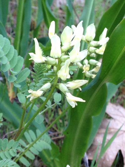 Astragalus accidens, photographed by Melanie Link-Perez