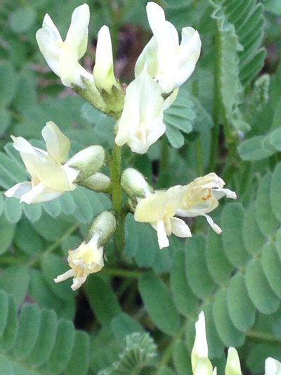 Astragalus accidens, photographed by Melanie Link-Perez