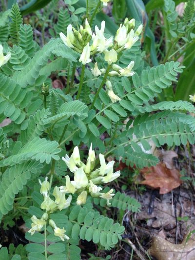 Astragalus accidens, photographed by Melanie Link-Perez