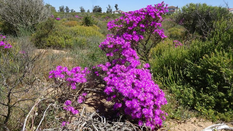 Lampranthus stipulaceus, photographed by Paul Emms