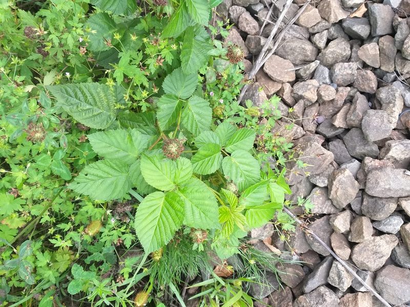 Rubus polonicus, photographed by Dmitriy Bochkov