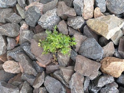 Galium tricornutum, photographed by Dmitriy Bochkov