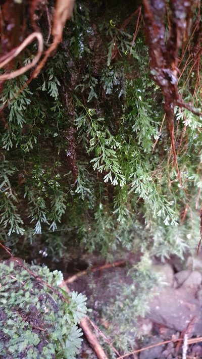 Polyphlebium colensoi, photographed by Danielle Munster