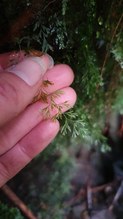 Polyphlebium colensoi, photographed by Danielle Munster