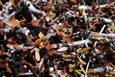 Pittosporum anomalum, photographed by Duncan Cunningham