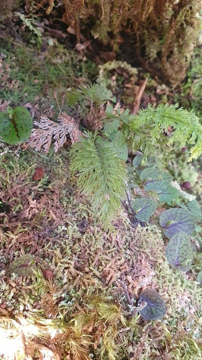 Abrodictyum strictum, photographed by Danielle Munster
