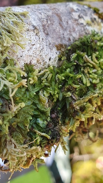 Hymenophyllum armstrongii, photographed by Danielle Munster