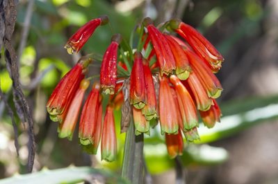 Clivia caulescens, photographed by dhfischer