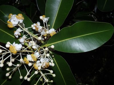 Calophyllum inophyllum, photographed by Samuel Lee