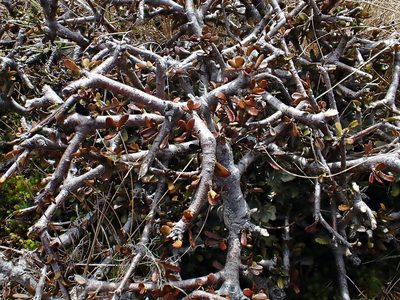 Pittosporum anomalum, photographed by Duncan Cunningham
