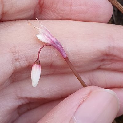 Acis autumnalis, photographed by Mehdi Chetibi