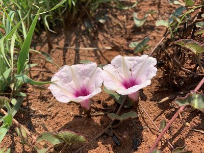 Ipomoea bathycolpos, photographed by Dave Richardson