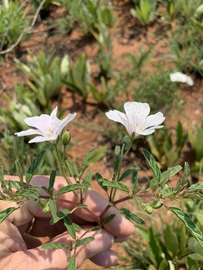 Monsonia biflora, photographed by Dave Richardson