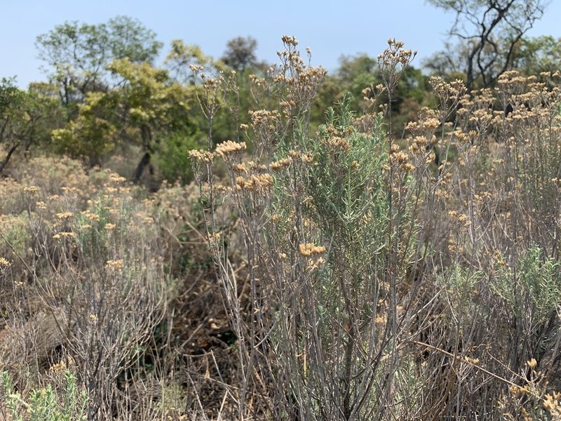 Helichrysum kraussii, photographed by Dave Richardson