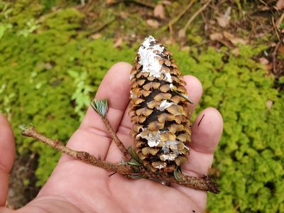 Abies fraseri, photographed by Will Kuhn