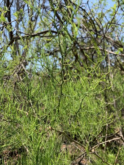 Asparagus transvaalensis, photographed by Dave Richardson