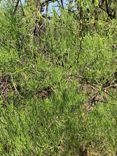 Asparagus transvaalensis, photographed by Dave Richardson